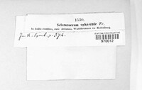 Sclerococcum sphaerale image